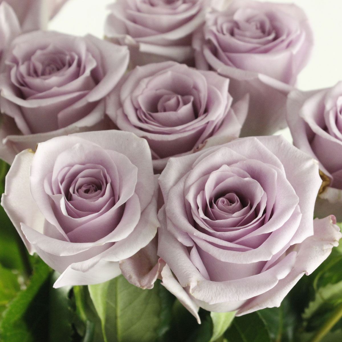 直前!/】バラ オーシャンソング(淡紫) ※入荷少 - 花材通販はなどんや
