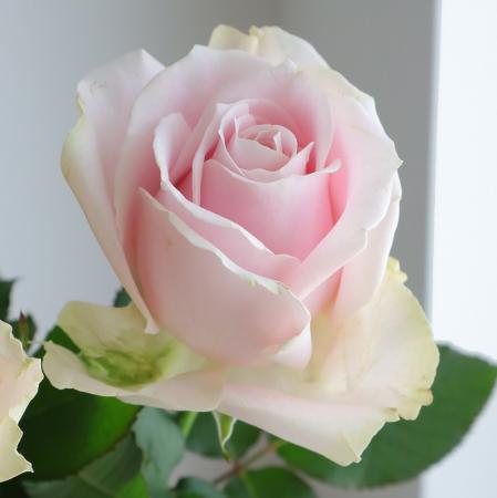 生花】バラ スイートアバランシェ (淡いピンク)【OT】 - 花材通販は