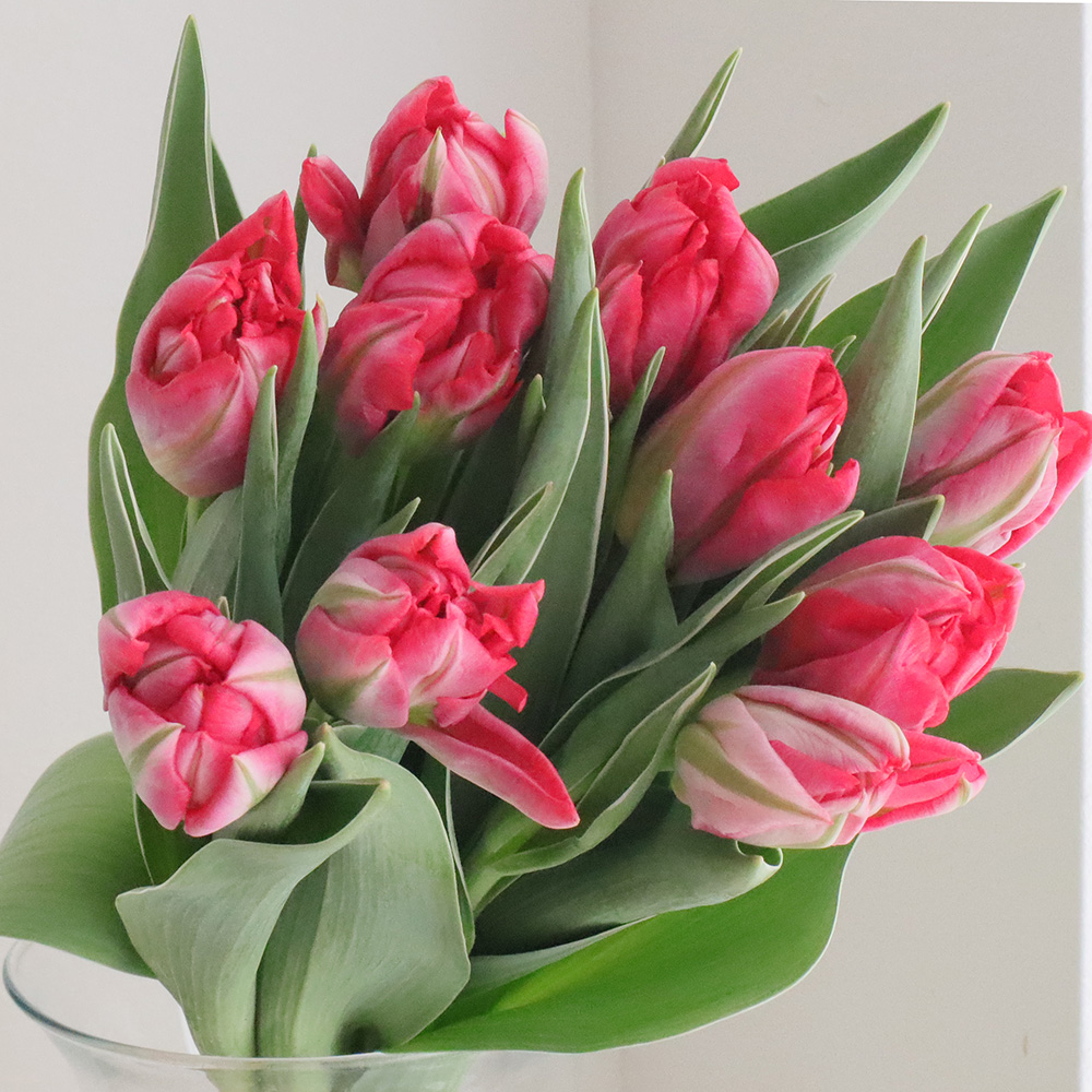 生花】チューリップ フラッシュポイント(八重・赤ピンク)【OT】 - 花材