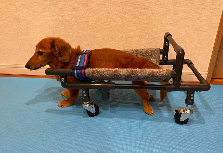 チワワ4輪 リハビリ 食事補助 犬用車椅子 シニア犬介護 犬の歩行器