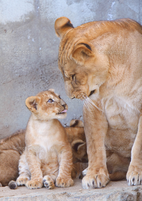 ライオン親子
