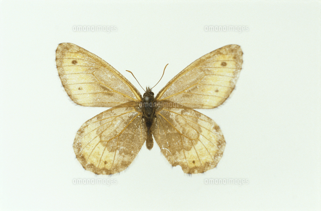 国産蝶標本 タカネヒカゲ 富山県 鷲羽岳産 規制前採集 高山蝶