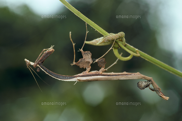 標本】オオエダカレハカマキリ 擬態能力と独特な姿で知られる“森の
