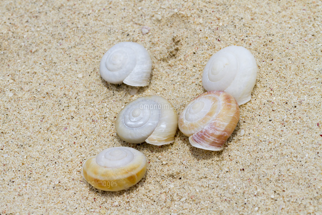 南島のヒロベソカタマイマイ[32282003103]の写真・イラスト素材