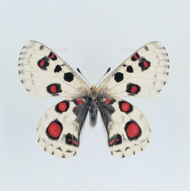 蝶（オオアカボシウスバシロチョウ）[02022043401]の写真・イラスト