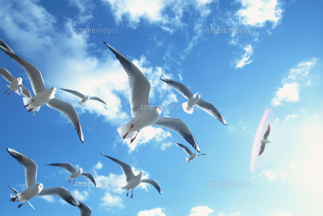 空を飛ぶ鳥[22879000564]の写真・イラスト素材｜アマナイメージズ