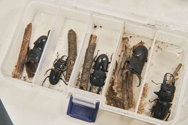 ☆昆虫採集☆虫取り網☆最長6m18cm クワガタムシ・カブトムシの