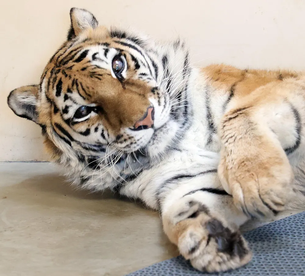 ココア頑張れ！全国から応援続々 釧路市動物園アムールトラ SNSなどで