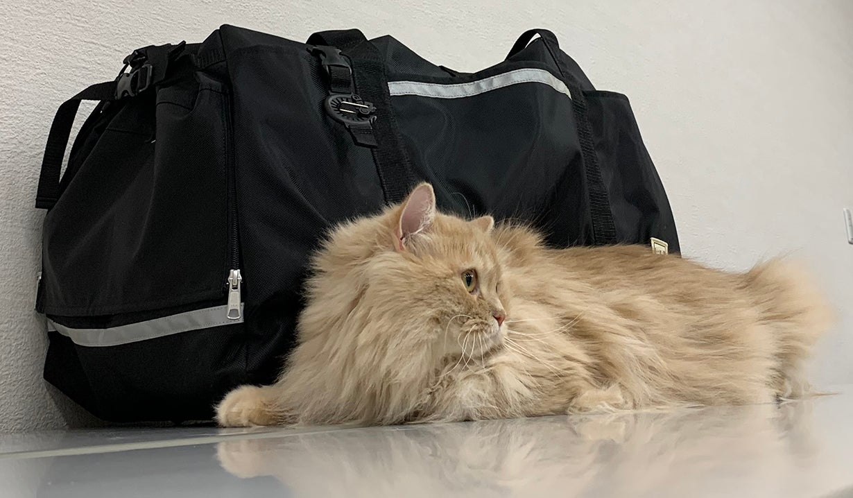 ☆引っ掻き傷に強い ペットキャリー バッグ 4way Morpilot ペット