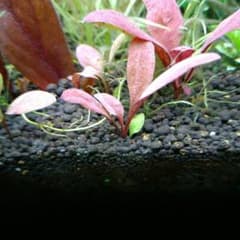 メルカリ便 ウォーターローズレッド水中葉1株 水草 ADA 水槽 - メルカリ