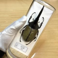 m34313064717_1.jpg?1715745523