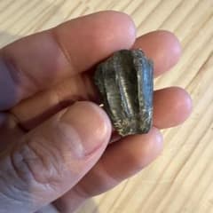 2kg まん丸なユーパキディスカスハラダイ 化石 アンモナイト 羽幌