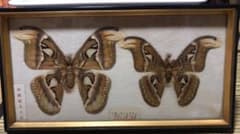 ヨナグニサン 標本 蛾 与那国 昆虫標本 沖縄 日本最大 - メルカリ