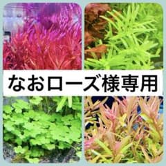 03【お試し水草4種セット ver.4】水中葉 無農薬 - メルカリ