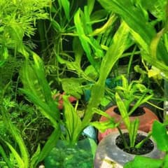 ご注文分:エキノドルスsp.'リオ イプサバ エキスタ' - メルカリ