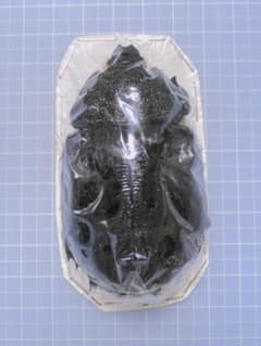 ペルー産 マルスゾウカブト2 73mm - メルカリ