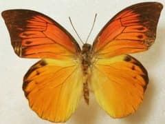 絶滅種！デタニツマベニチョウ - メルカリ