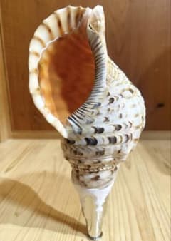 修験道法螺貝 山伏 密教 熊よけ 魔除け❣️ホラガイ ほら貝 - メルカリ