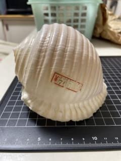 エマイトキワガイ 貝殻 標本 - メルカリ