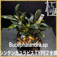 ブセファランドラsp.シンタン カユラピス TYPE2全銀 水上株1ポット［0
