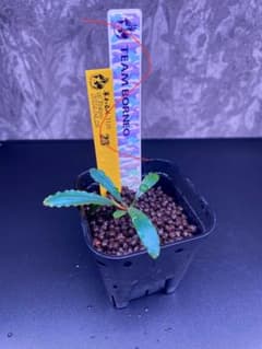 Bucephalandra sp.Sayan3 Melawi 【TB】 - メルカリ