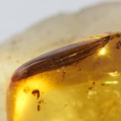 レア極上品 PA123虫入り琥珀化石 ミャンマーカムティかタナイ9900万年