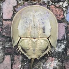 m87872529899_1.jpg?1711270983