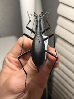 蝸牛被最大種】フクエマイマイカブリ ホンマイマイカブリ 昆虫標本