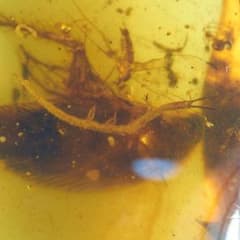 レア極上品 PA100虫入り琥珀化石 ミャンマーカムティかタナイ9900万年