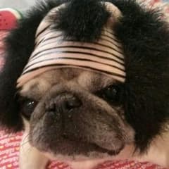 売り切れ♪犬用 かつら ハゲちゃびん サムライ パグ Pompreece - メルカリ