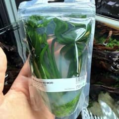 ADA エキノドルス・オパクス Type B 水草の森組織培養 - メルカリ