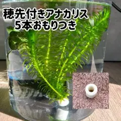 2026年最新】アナカリスの人気アイテム - メルカリ