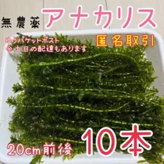 2026年最新】アナカリスの人気アイテム - メルカリ