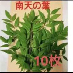 2026年最新】南天 の葉の人気アイテム - メルカリ