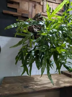 2026年最新】ミクロソリウム 流木の人気アイテム - メルカリ