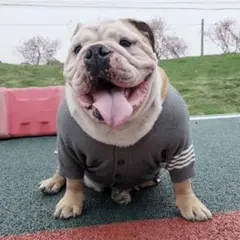 2026年最新】フレンチブルドックニットの人気アイテム - メルカリ