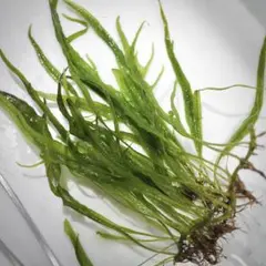 2026年最新】ミクロソリウム ナローリーフの人気アイテム - メルカリ