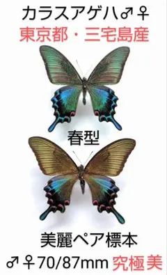 2026年最新】カラスアゲハ 標本の人気アイテム - メルカリ