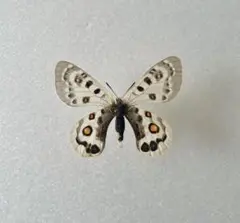 2026年最新】パルナシウスの人気アイテム - メルカリ