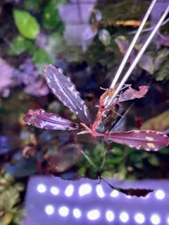 2026年最新】bucephalandra sp. ghost kalimantanの人気アイテム