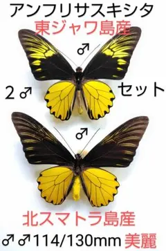 2026年最新】キシタアゲハの人気アイテム - メルカリ