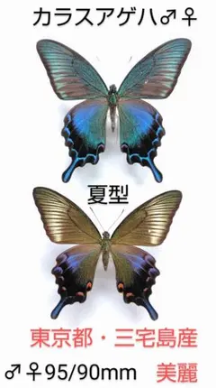 2026年最新】カラスアゲハ 標本の人気アイテム - メルカリ