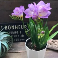 2026年最新】フリージアの人気アイテム - メルカリ