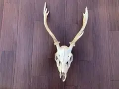 2026年最新】鹿の頭骨の人気アイテム - メルカリ