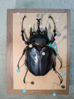 2026年最新】レックスゾウカブトの人気アイテム - メルカリ