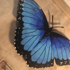 2026年最新】モルフォ 標本の人気アイテム - メルカリ