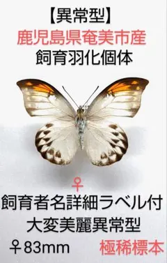 2026年最新】ツマベニチョウの人気アイテム - メルカリ