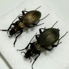 2026年最新】オサムシ 標本の人気アイテム - メルカリ