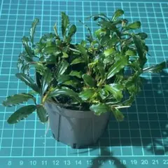 2026年最新】ブセファランドラspの人気アイテム - メルカリ