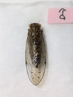 2026年最新】ハルゼミの人気アイテム - メルカリ